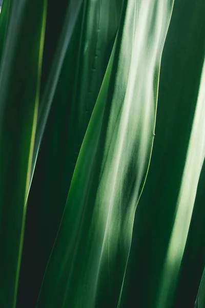 Macro vista de hierba fresca verde - foto de stock