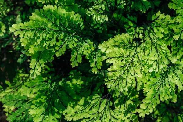 Textura floral con hojas verdes en la planta - foto de stock