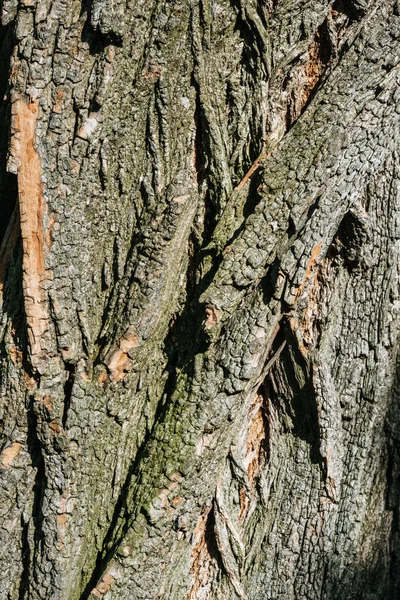 Textura vertical de corteza de árbol seca con luz natural - foto de stock