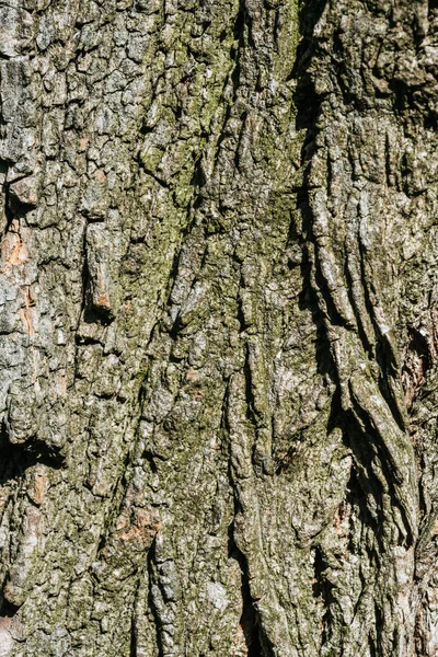 Vertical texture of dry grey tree bark — Stock Photo