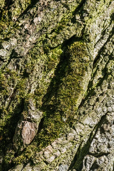 Fundo vertical de casca de árvore com musgo — Fotografia de Stock