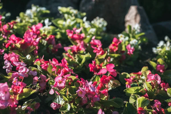 Texture florale avec fleur rose avec lumière du soleil — Photo de stock