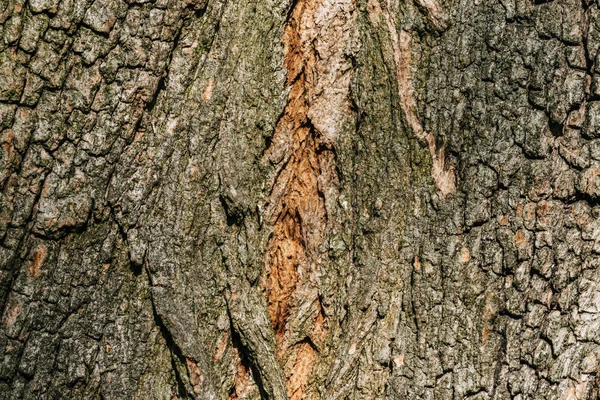 Fundo horizontal de casca de árvore cinza — Fotografia de Stock