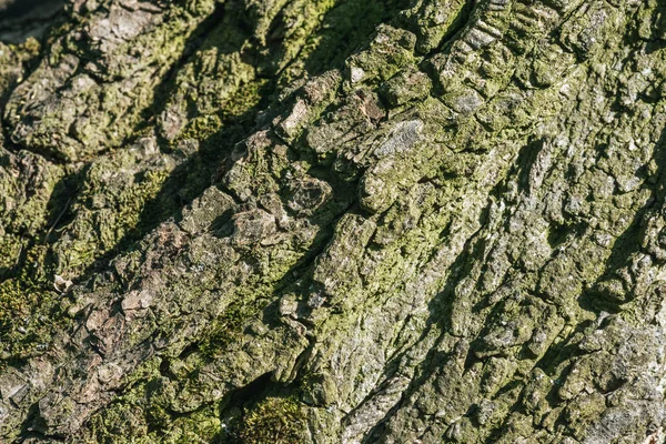 Primer plano textura de corteza de árbol gris - foto de stock