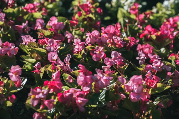 Blumenhintergrund mit rosa Blüten mit Sonnenlicht — Stockfoto