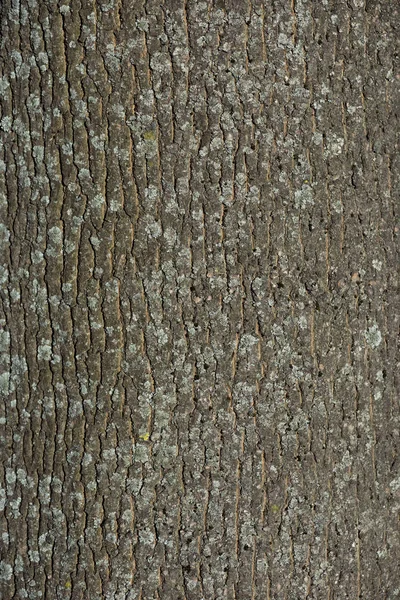 Vertical texture of dry tree bark — Stock Photo