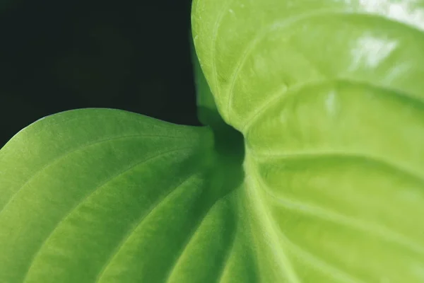 Texture close up avec feuille verte botanique sur noir — Photo de stock