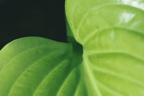 Nahaufnahme Textur mit botanischem grünen Blatt auf schwarz — Stockfoto