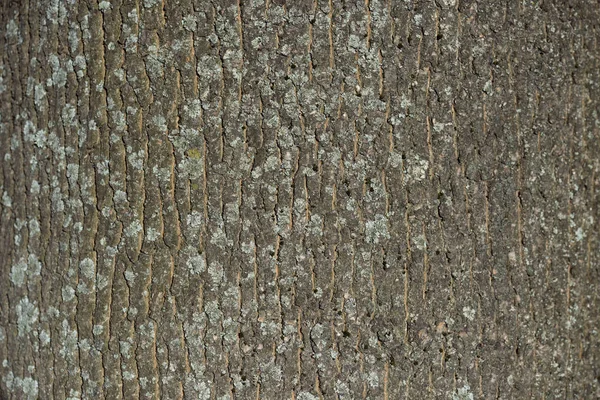 Horizontal texture of dry tree bark — Stock Photo