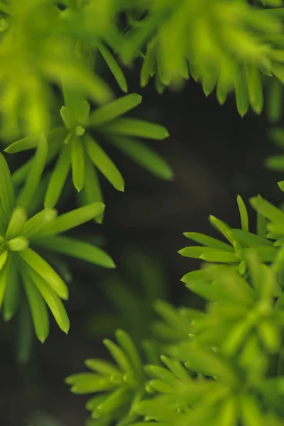 Fondo floral oscuro con hojas de plantas verdes - foto de stock