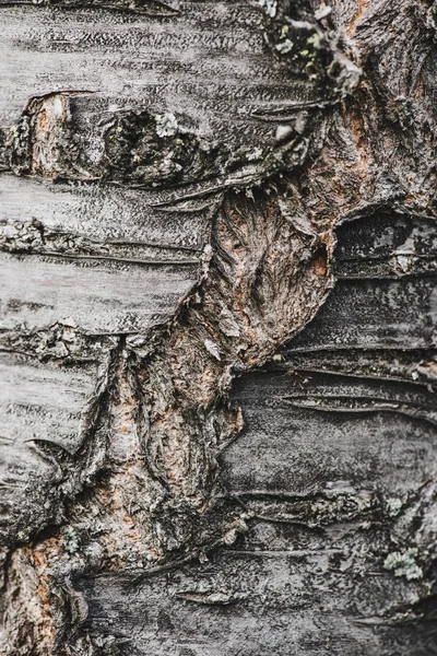 Casca de árvore texturizada com fraturas e rachaduras — Fotografia de Stock
