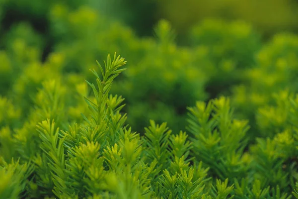 Vert petite plante feuilles texture fond — Photo de stock
