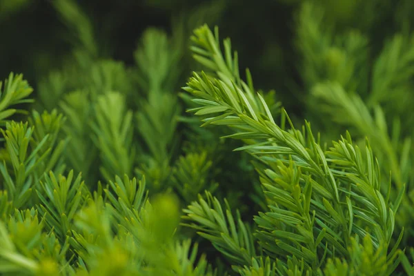 Textur von grünen Zweigen und Blättern — Stockfoto