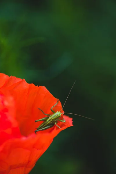 Grüne Heuschrecke sitzt auf rotem Mohn — Stockfoto