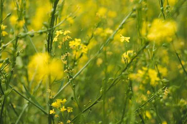 Belle prairie avec des fleurs jaunes en fleurs — Photo de stock