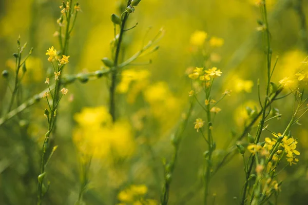 Цветущие желтые цветы на летнем лугу — стоковое фото