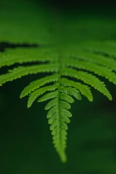 Зелений лист папороті на темному фоні — стокове фото