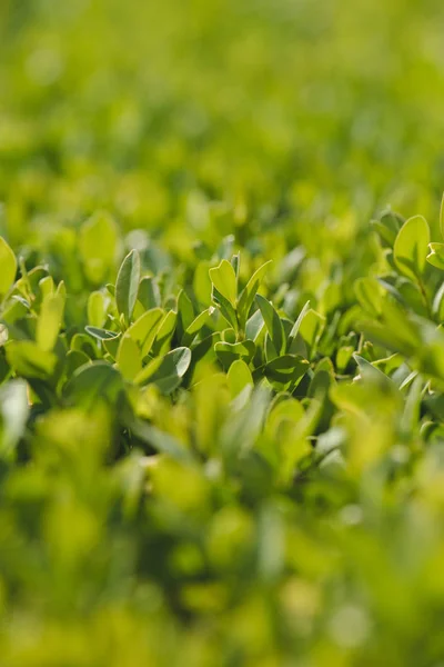 Planta de boj hojas verdes en vista de cerca - foto de stock