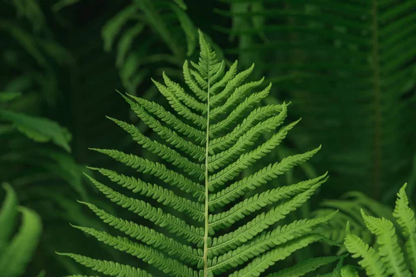 Lush green background with large fern leaf — Stock Photo