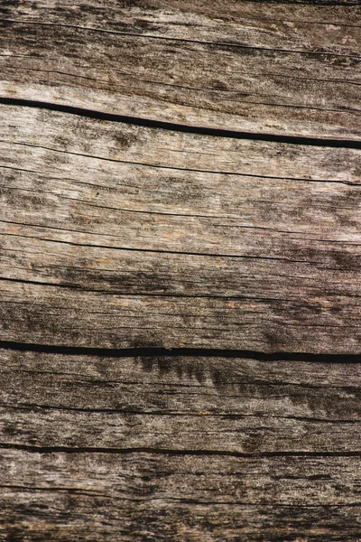 Textured dry tree trunk with fractures and cracks — Stock Photo