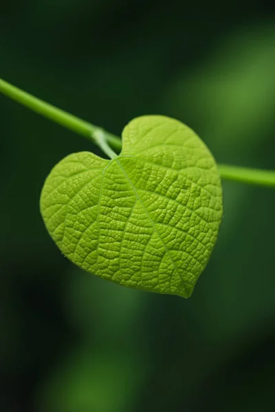 Feuille en forme de coeur sur fond vert flou — Photo de stock