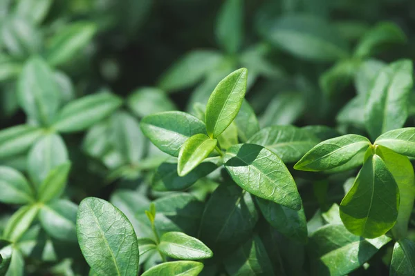 Vinca planta folhas verdes na luz solar — Fotografia de Stock