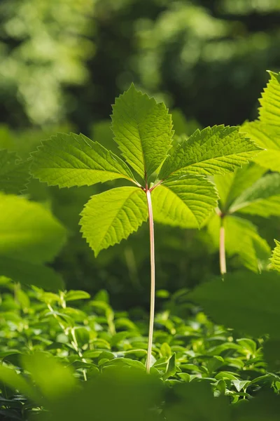 Feuilles de plantes vertes dans l'habitat naturel — Photo de stock