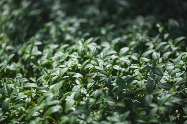 Grüne Blätter der Vinca-Pflanze auf der Sommerwiese — Stockfoto