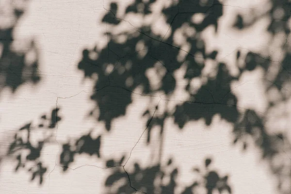 Image plein cadre de mur avec ombre de feuilles arrière-plan — Photo de stock