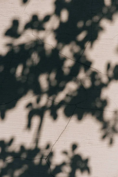 Vollbild der Wand mit Schatten der Blätter Hintergrund — Stockfoto