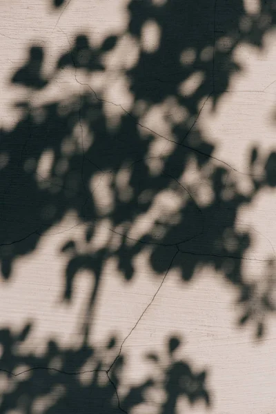 Full frame image of wall with shadow of leaves background — Stock Photo