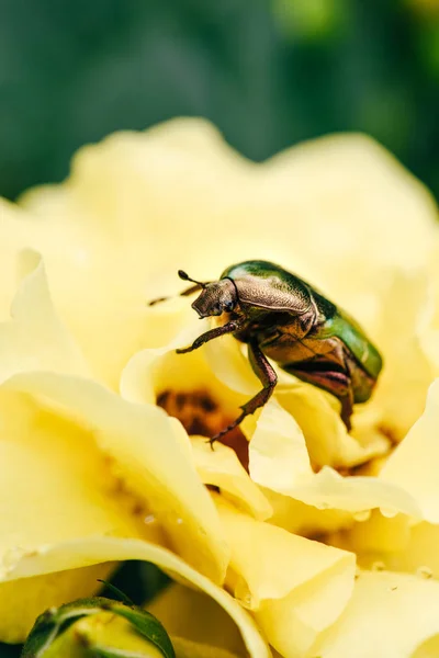 Un escarabajo rosal sobre pétalos de flor amarilla en el parque - foto de stock