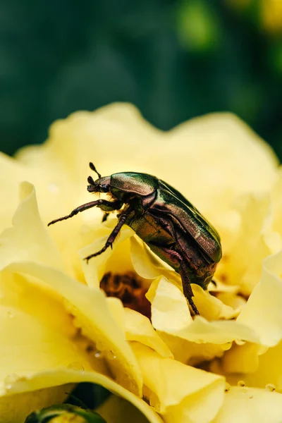 Cetonia aurata Käfer auf Blütenblättern gelber Blüten — Stockfoto