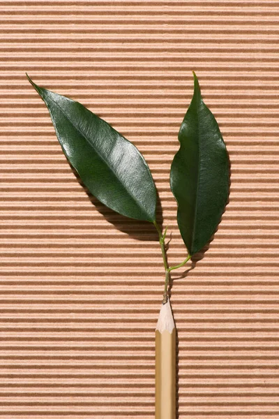 Vista superior del lápiz de grafito con hojas verdes en cartón — Stock Photo