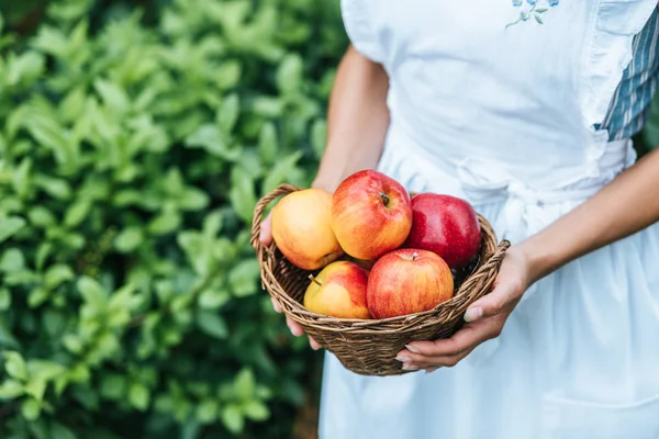 Cropped view of girl holding wicker basket with red apples — Stock Photo