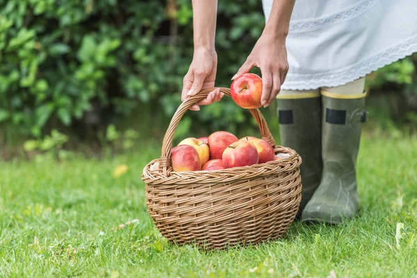 Обрезанный вид девушки, собирающей яблоки в плетеной корзине — стоковое фото