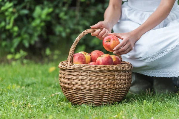 Vista ritagliata di ragazza raccolta mele in cesto di vimini in giardino — Foto stock