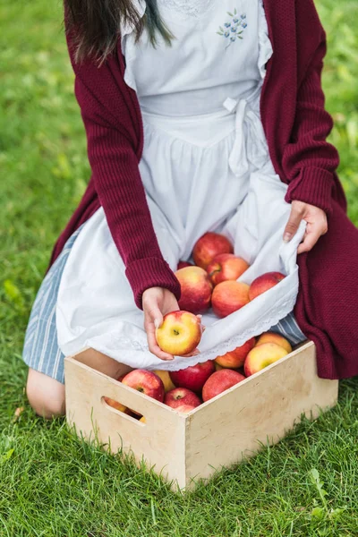 Cropped view of girl putting apples from apron into wooden box — Stock Photo