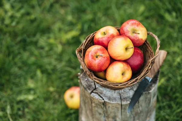 Fresh picked apples in wicker basket with knife standing on stump — Stock Photo