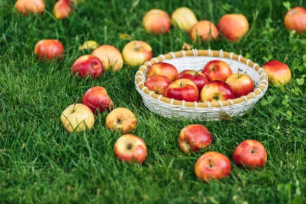 Red fresh picked apples in wicker bowl on green grass — Stock Photo