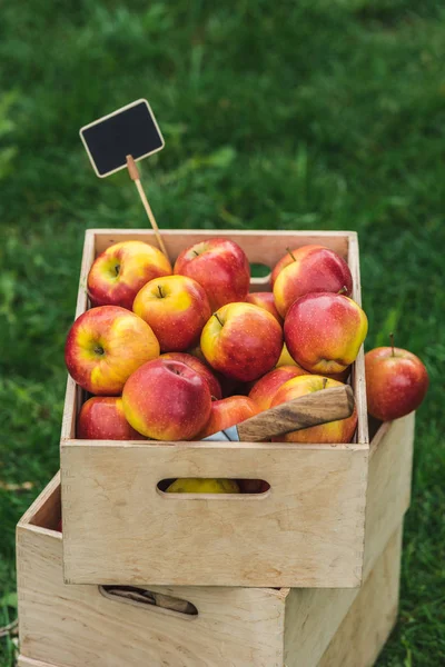 Red fresh picked apples and knife in boxes with tag for sale — Stock Photo