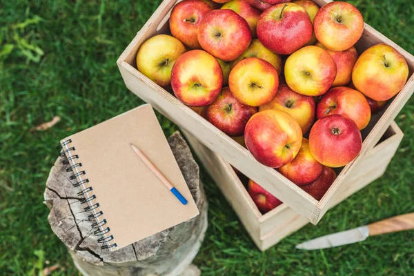 Vista superior del bloc de notas con lápiz y manzanas frescas recogidas en cajas con para la venta - foto de stock