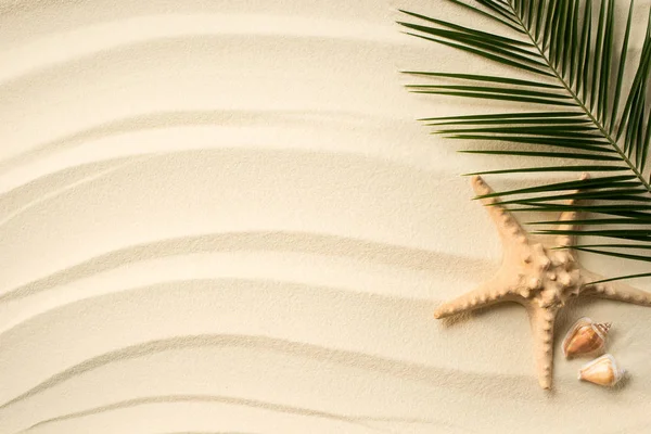 Vista superior de hojas de palma dispuestas, conchas marinas y estrella de mar en la superficie arenosa - foto de stock