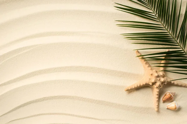 Top view of arranged palm leaf, seashells and sea star on sandy surface — Stock Photo