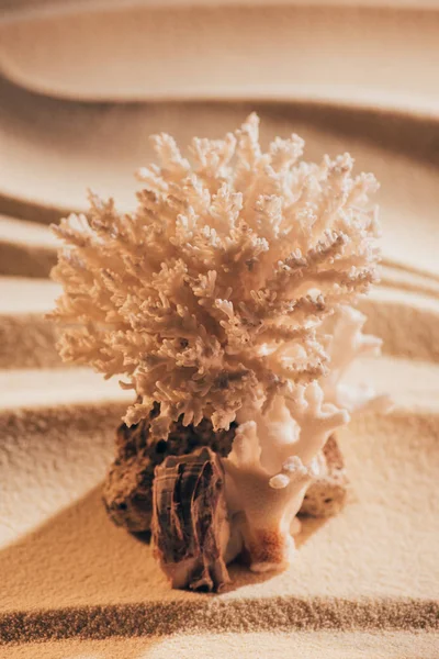 Vue rapprochée du magnifique corail sur la plage de sable fin — Photo de stock