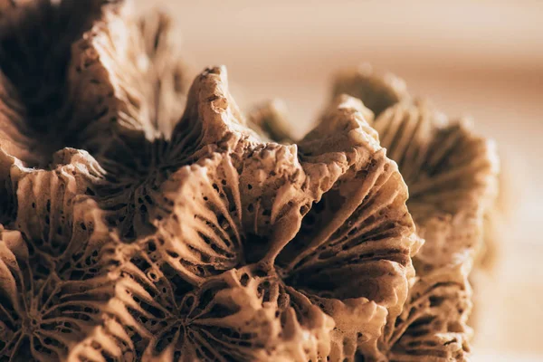 Vue rapprochée du corail sur la plage de sable fin — Photo de stock