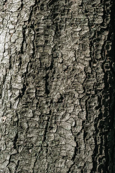 Close-up view of dark grey tree bark background — Stock Photo