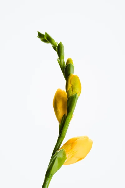 Vue rapprochée de la fleur jaune fresia isolée sur blanc — Photo de stock