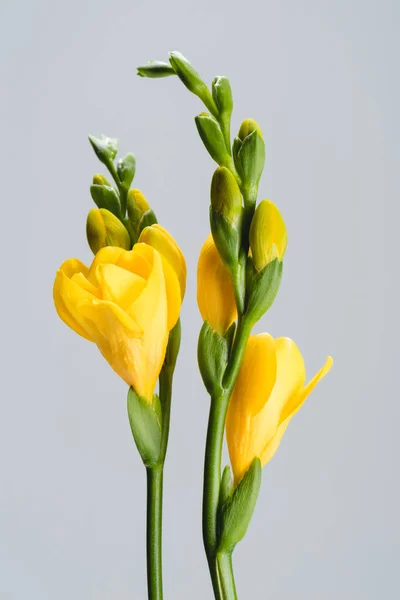 Vue rapprochée des fleurs jaunes fresia isolées sur gris — Photo de stock