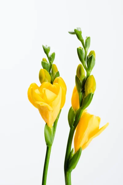 Vista de cerca de flores de fresia amarillas aisladas en blanco - foto de stock